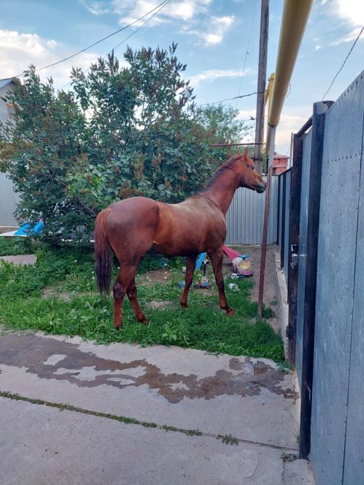Лошадь Жеребец Производитель