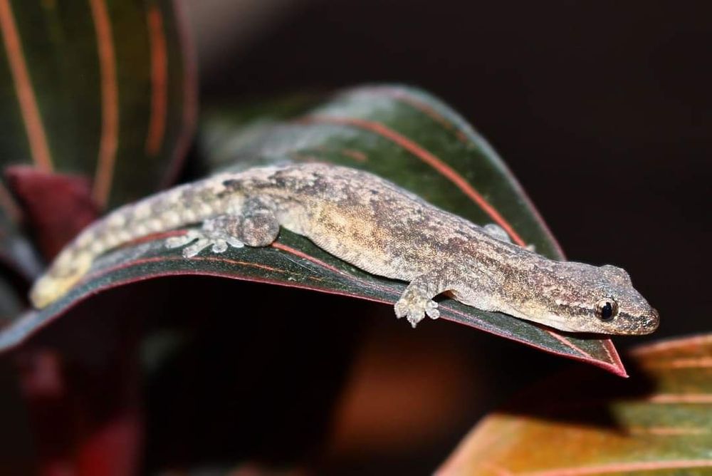 Лугубрис / Lepidodactylus lugubris