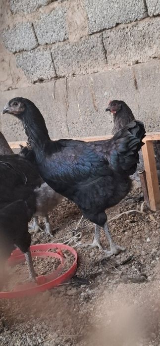 Товук 6-7 ойлик соглом