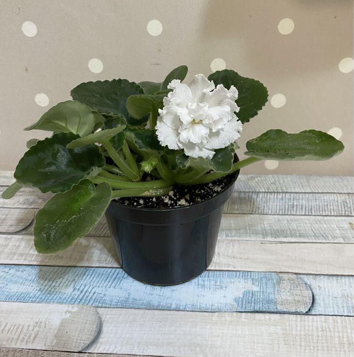 Цветущие фиалки, белая, цветок крупный