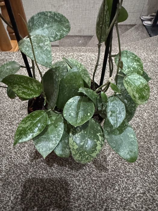 Хойя Акута EPS 997, (доставка 30000)