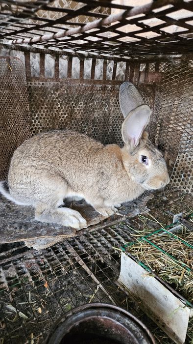 Кролики Фландер молодые самки