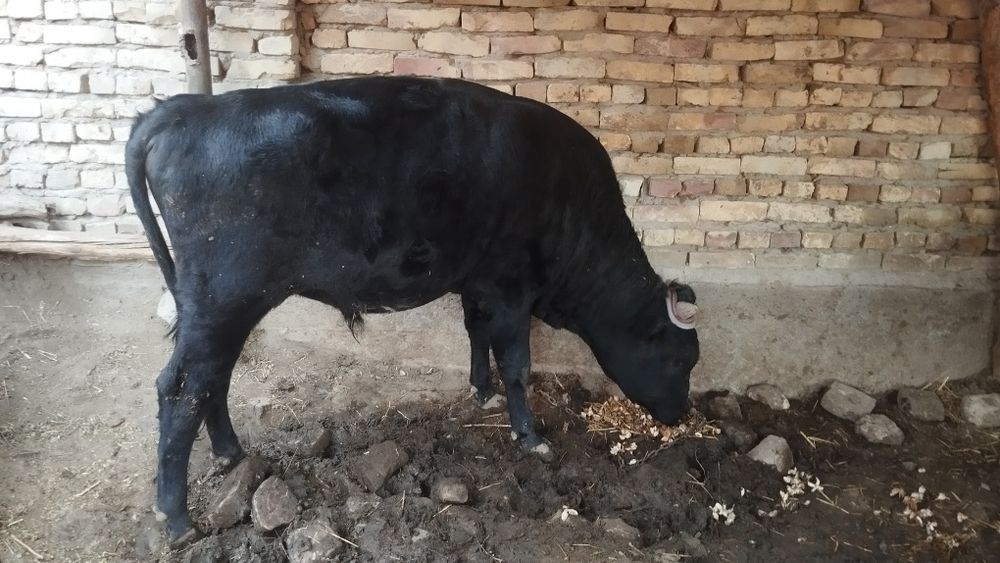 Пародни хуккиз сотилади  манзил Гала осиё шахри