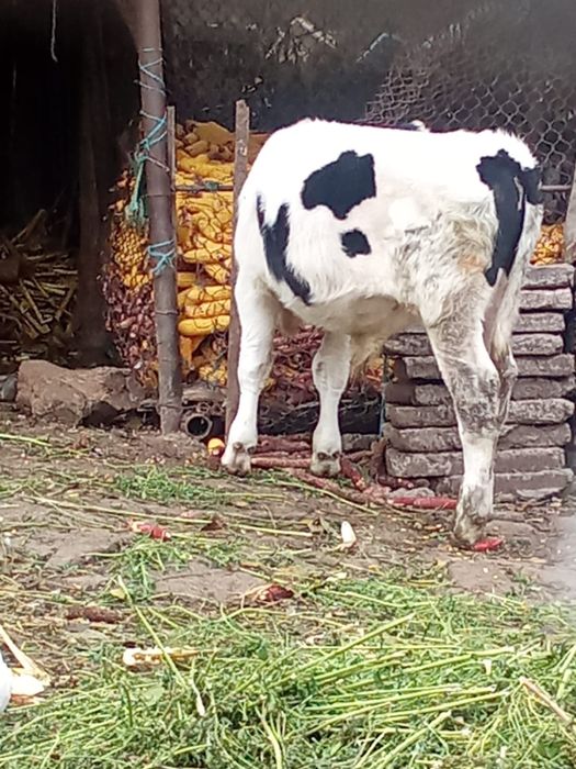 Vand vitel de 4 luni de tinut sau de taiat