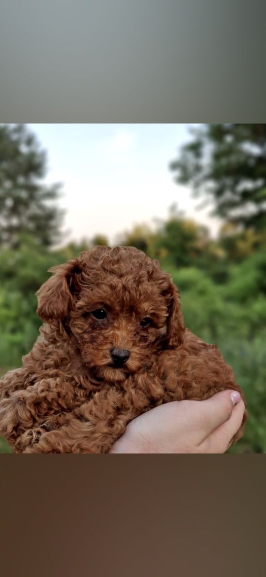 Той Пудел /Poodle Toy Red