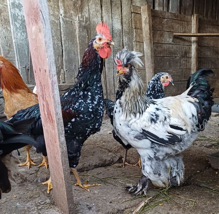 Cocosi motati incaltati barbosi cocos