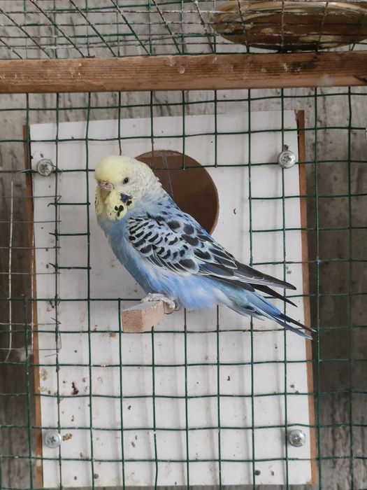 Valnistiy 2 para 250min