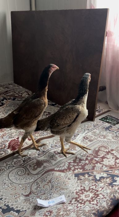 Кореец витнам тақтар сатлады