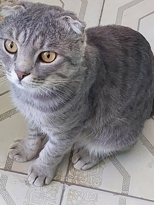 Mushuk sotiladi 300$ keliwtirib beraman