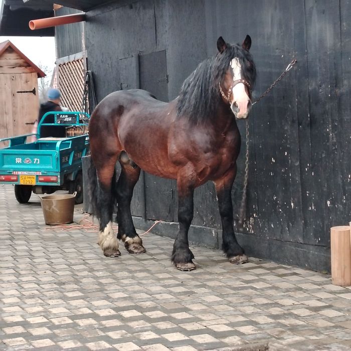 De vânzare armăsar în vârstă de 8 ani