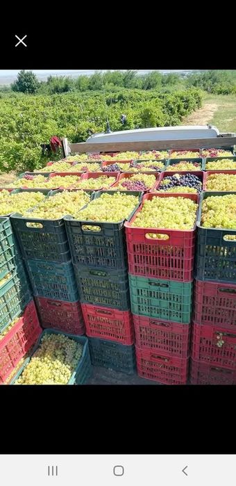 Struguri de vin productie 2025