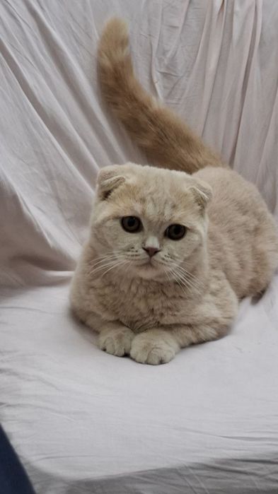 Продаётся Скотиш Фолд +лоток+расческа