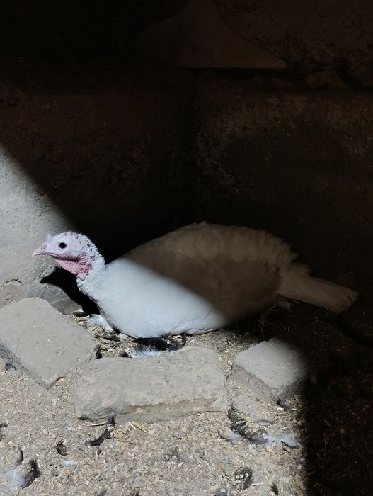 Курк бўлган куркалар сотилади