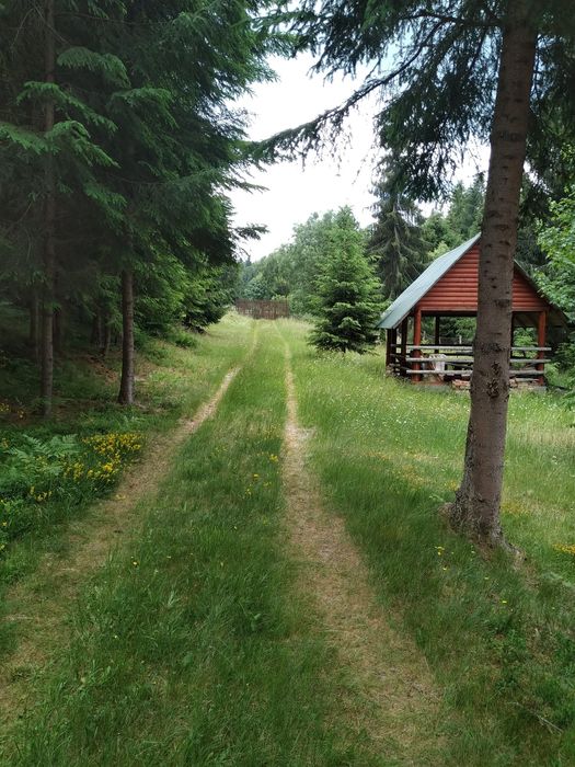 Teren și cabana de vanzare in Muntii Apuseni.