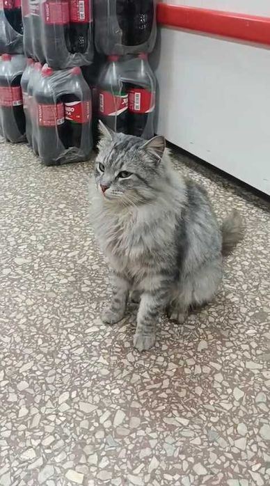 Коту нужен дом! Срочно!