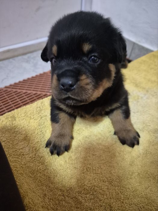 Pui rottweiler cu pedigree