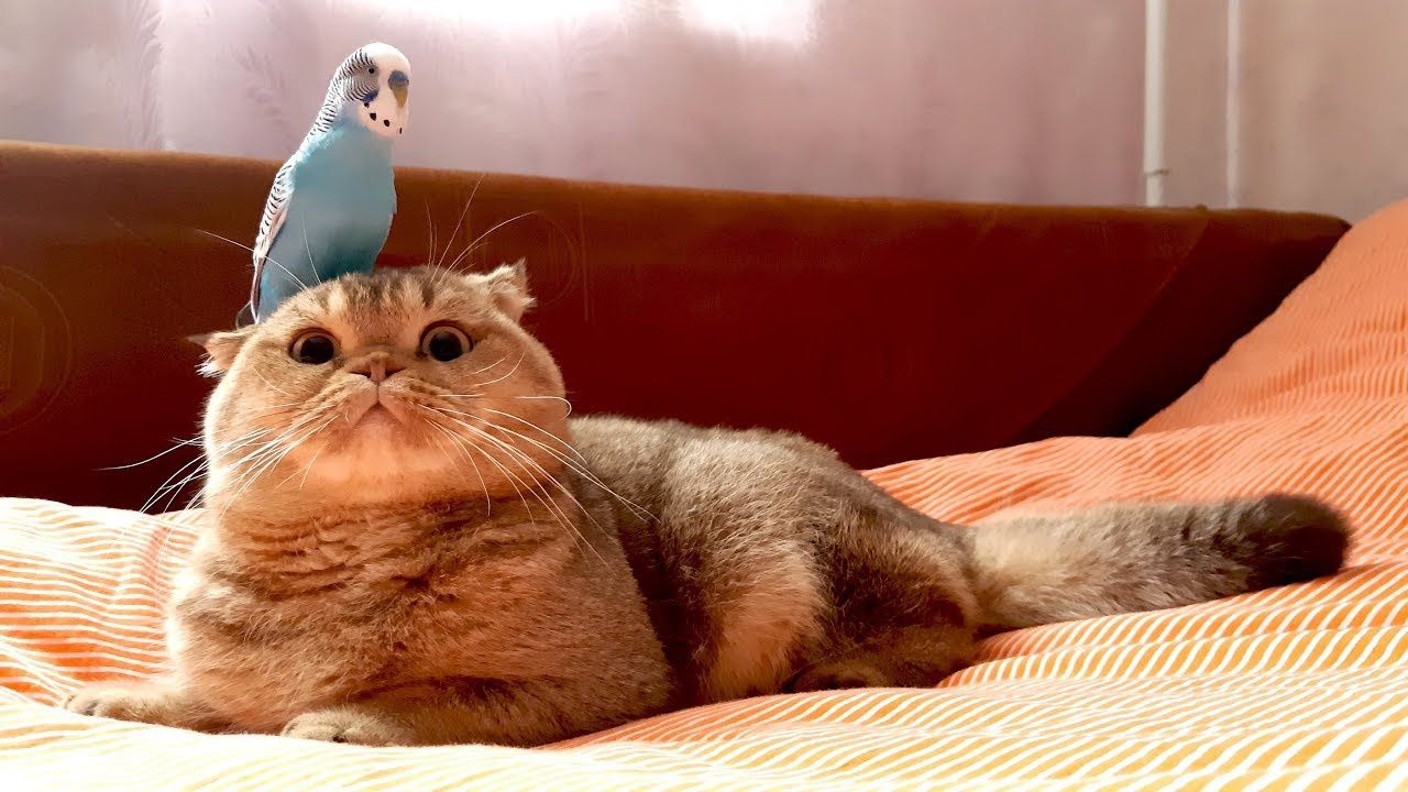 Передержка кошек и попугаев