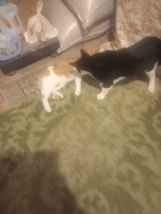 Donez pisici de rasă cine doresti