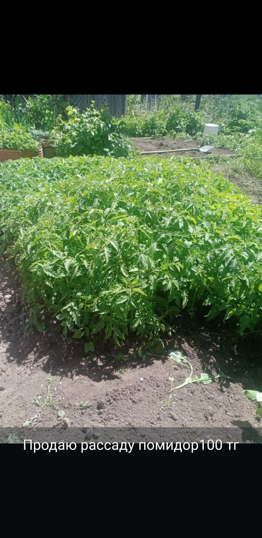 Продаю рассаду помидор