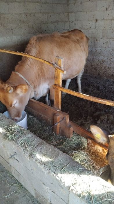 құнажын сиыр, 1 жас 8 ай