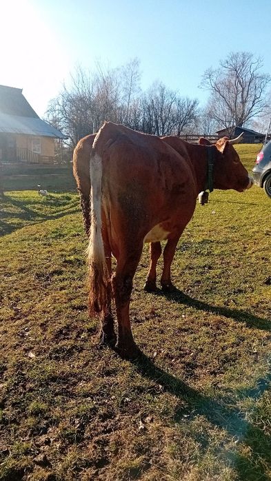 Vaca de vinzare roșa