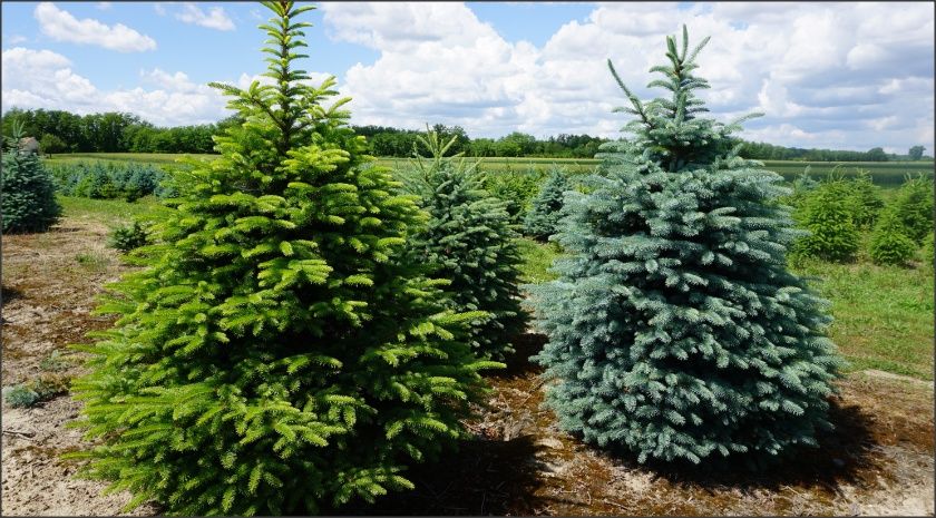 Puieti ornamentali de brad normandian,la super pret!