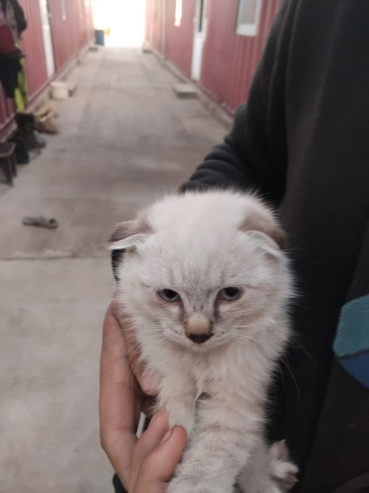 Mushukcha (Scottish Fold) nomi