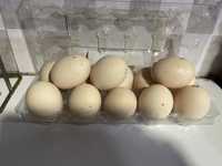 Яйца на инкубацию породистые