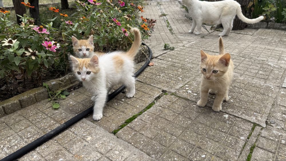 Подарявям котенца