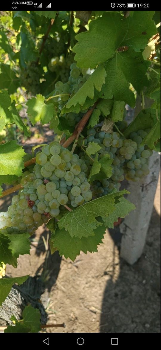 Продавам грозде Совиньон блан.