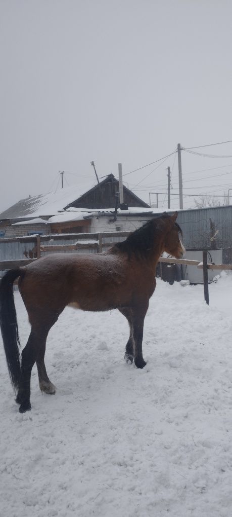 Продам отличного жеребца возраст 3, 8