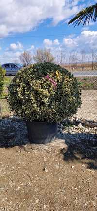 Magnolie grandiflora- ilex varirgata- palmieri- spirale - tuia