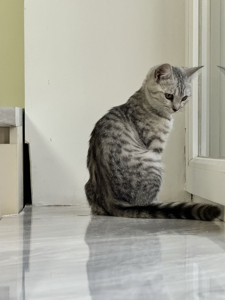 Кошка 3 месяца девочка