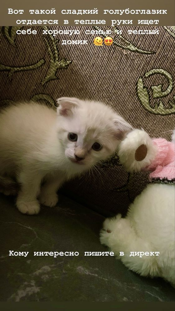 Продается котенок