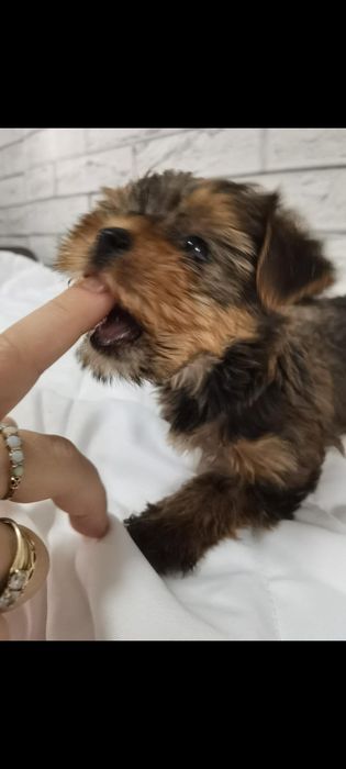 Yorkshire Terrier - baiat