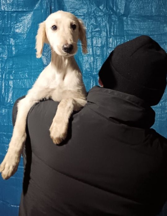 Продаётся шенок тазы