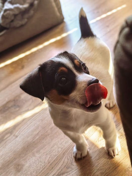 Джак Ръсел териер