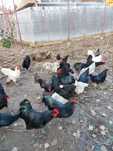 Ouă păsări australorp