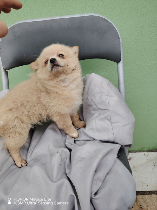 Кученце шипис и померан