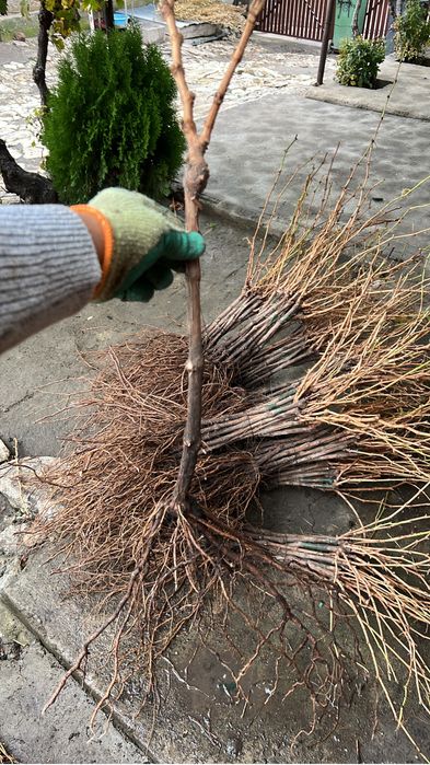 Vand butasi vita de vie soiuri de vasa si de vin