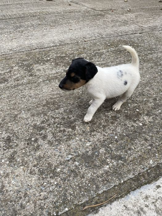 Fox terrier de vânzare