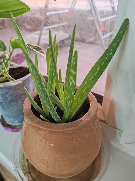 Цветы домашние, растения