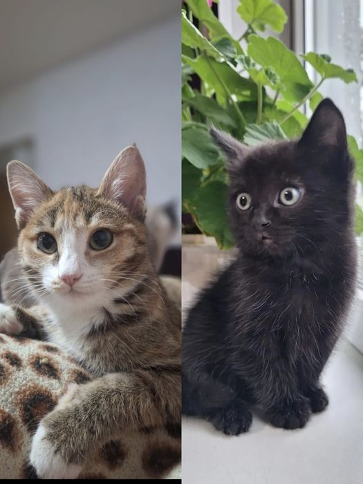 Отдам красивых кошечек