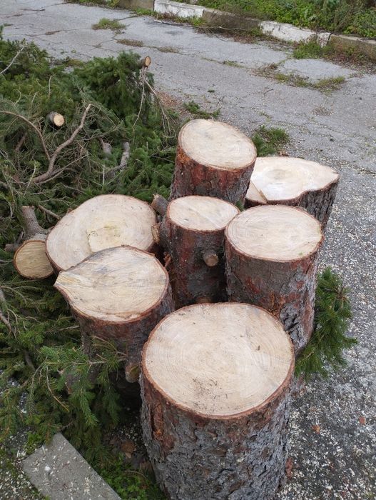 Подарявам борова дървесина за горене от 15 метров бор. Село Симеоново.