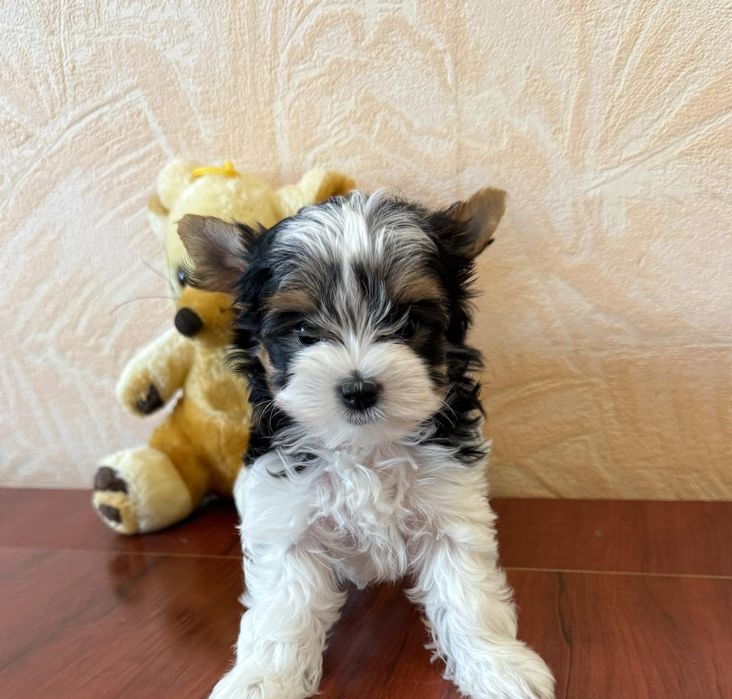 Бивер йоркширски териер