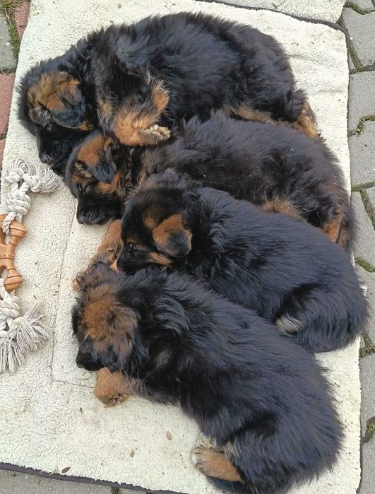 Pui Ciobănesc German cu PEDIGREE,  linie de show