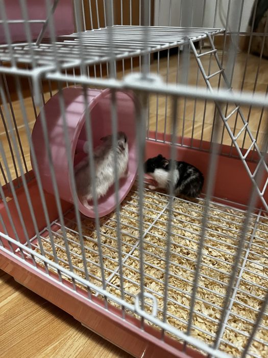 Se vinde cusca pentru hamster +2 hamster + bila