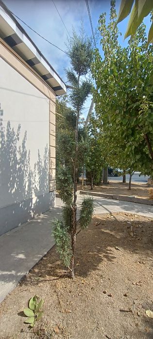 Archa kiparis Pon-Pon Bansay boyi 3.20 sotiladi