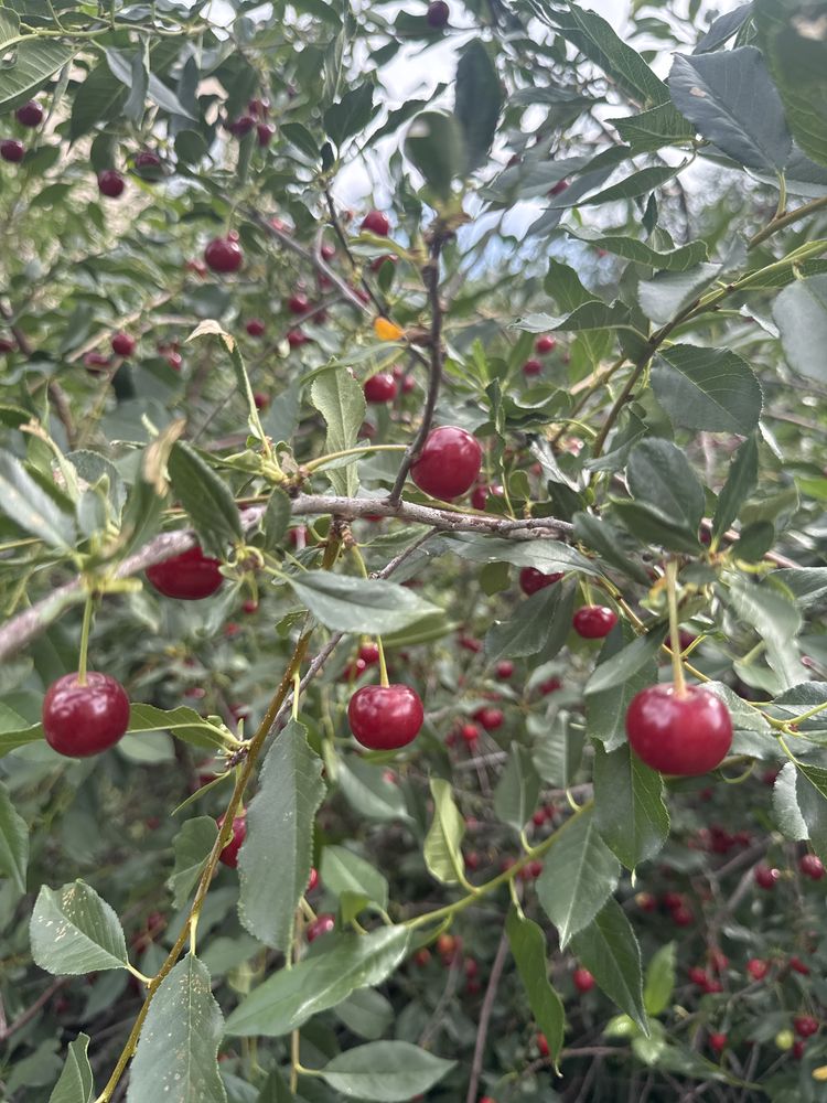 Вишня домашняя дачная
