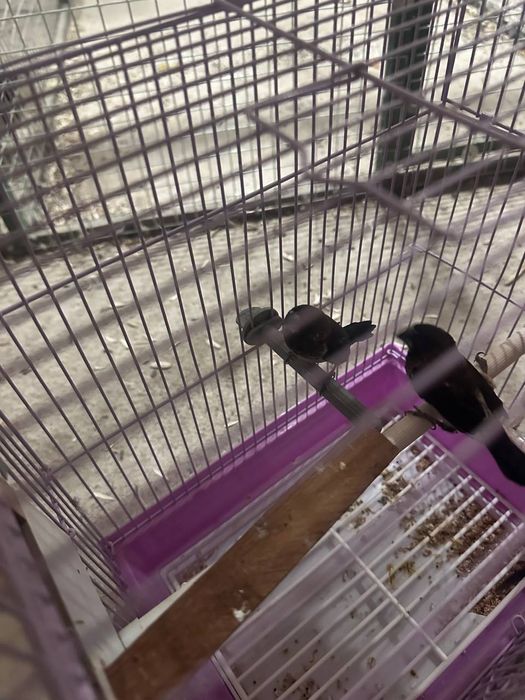 Yaponskiy ishlagan para